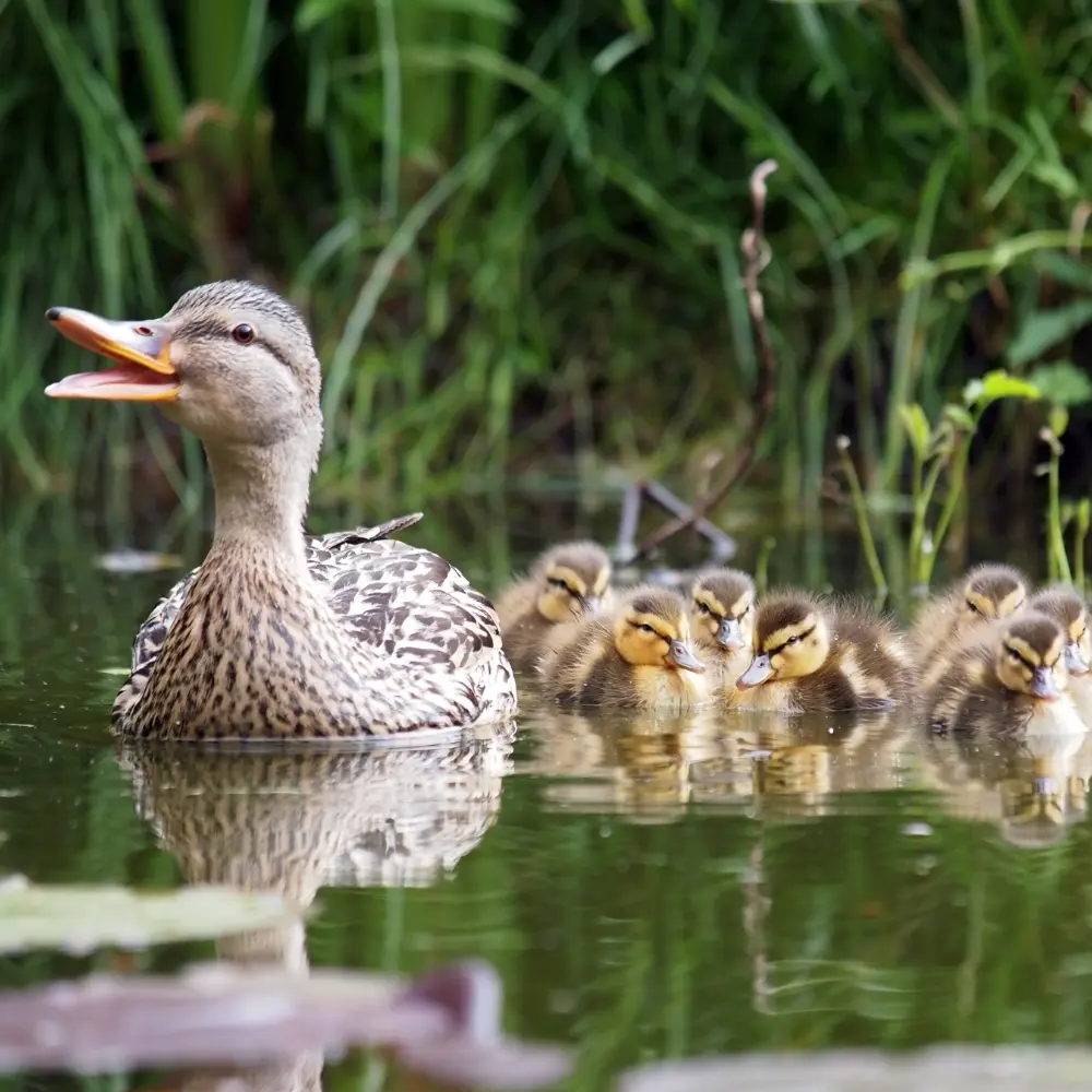 Several baby ducklings are following an adult duck.